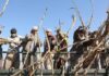 Declaration of father’s ethnicity, employment’s condition in Ahwaz sugar cane